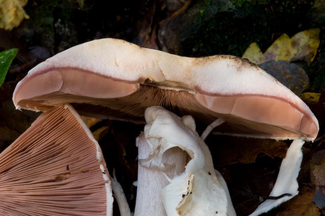 Agaricus sp? (cfr. Agaricus sylvicola)